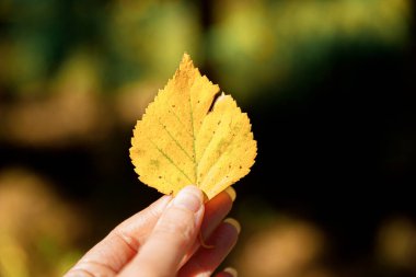 Kapalı doğal sonbahar manzaralı kadın elleri koyu renk parkın arka planında sarı yaprak tutuyor. İlham verici doğa Ekim ya da Eylül duvar kağıdı. Mevsimlerin değişimi konsepti