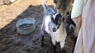 Modern hayvan çiftliği. Yaz günü çiftlikte rahatlayan sevimli keçi. Otlakta otlayan, çiğneyen, kırsal alanda yaşayan keçiler. Doğal eko çiftliğindeki keçi süt peyniri vermek için büyüyor.