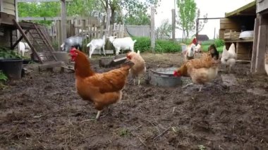 Organik hayvan çiftliğinde çiftlik arka bahçesinde özgürce otlayan bir tavuk. Tavuk tavukları doğal eko çiftliğinde otlar. Modern hayvan çiftliği ve ekolojik tarım. Hayvan hakları kavramı.