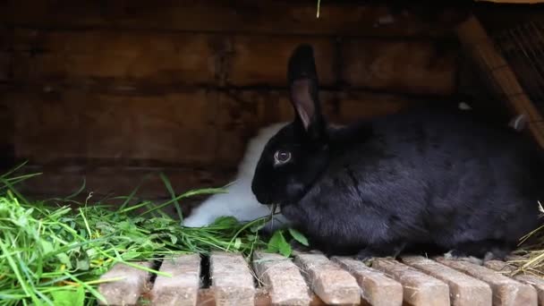 Małe, żywiące się białymi i czarnymi królikami żujące trawę w króliczej chacie w hodowli zwierząt, tło rancza stodoły. Bunny w hutch na naturalnym gospodarstwie ekologicznym. Nowoczesna koncepcja hodowli zwierząt i rolnictwa ekologicznego. — Wideo stockowe