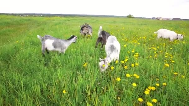 Chèvre de plein air mignon sur l'exploitation animale écologique naturelle biologique pâturage libre en arrière-plan de prairie. Pâturage de chèvres domestiques mâchant dans les pâturages. Animaux d'élevage modernes, agriculture écologique. Droits des animaux. — Video