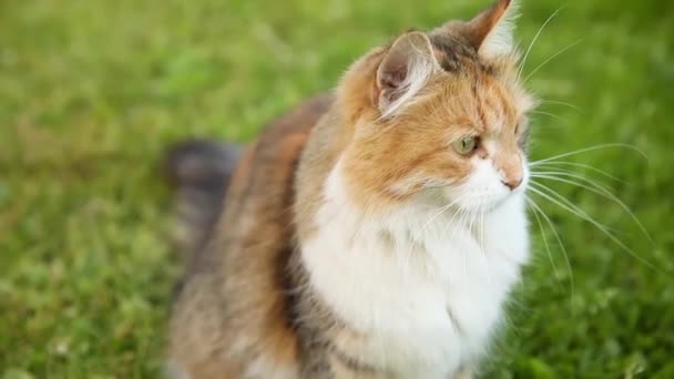 傲慢的短发家猫在新鲜的绿色草甸背景中偷偷摸摸地溜过。夏天,小猫在花园的后院散步.宠物护理、健康和动物概念. — 图库视频影像