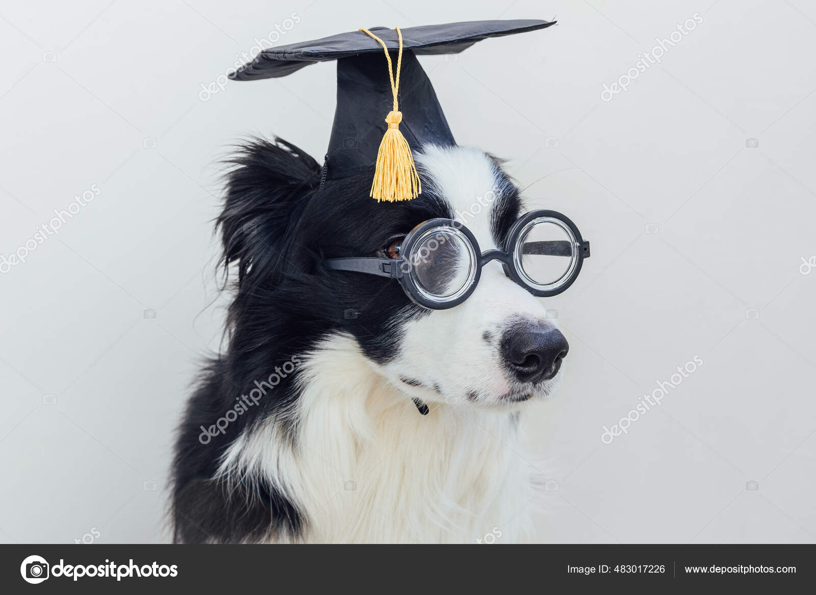 有趣的小狗边境牧羊犬与毕业帽眼镜隔离在白色背景狗戴着眼镜像学生教授一样凝视着研究生帽回学校去很酷的书呆子风格有趣的宠物