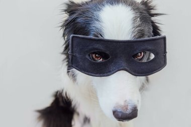 Beyaz arka planda izole edilmiş süper kahraman kostümlü şirin köpek sınır köpeği Collie 'nin komik portresi. Köpek yavrusu karnaval veya cadılar bayramında siyah süper kahraman maskesi takıyor. Adalet güç kavramını güçlendirir