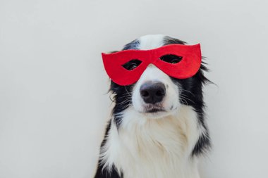 Beyaz arka planda izole edilmiş süper kahraman kostümlü şirin köpek sınır köpeği Collie 'nin komik portresi. Karnaval veya cadılar bayramında köpek yavrusu kırmızı süper kahraman maskesi takıyor. Adalet güç kavramını güçlendirir