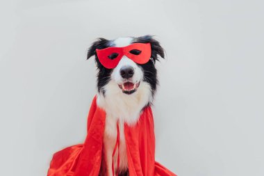 Beyaz arka planda izole edilmiş süper kahraman kostümlü şirin köpek sınır köpeği Collie 'nin komik portresi. Karnaval veya cadılar bayramında köpek yavrusu kırmızı süper kahraman maskesi ve pelerin giyiyor. Adalet güç kavramını güçlendirir