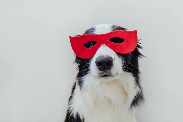 Αστεία Πορτρέτο Του Χαριτωμένου Σκύλου Σύνορα Collie Στολή Σούπερ Ήρωα — Φωτογραφία Αρχείου