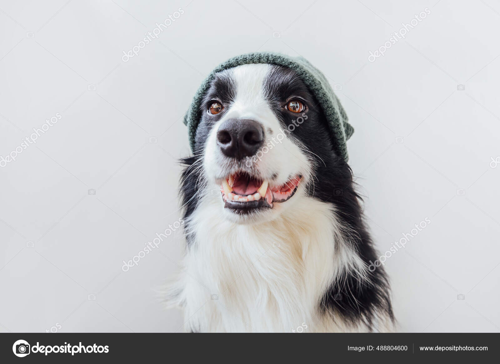 Collie in clothes