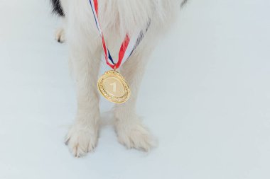 Yavru köpek Puppy, beyaz arka planda izole edilmiş altın madalya sahibi ya da şampiyon Collie ile sınır komşusuydu. Şampiyon köpek. Yarışmanın birinciliği. Kazanma ya da başarı kavramı