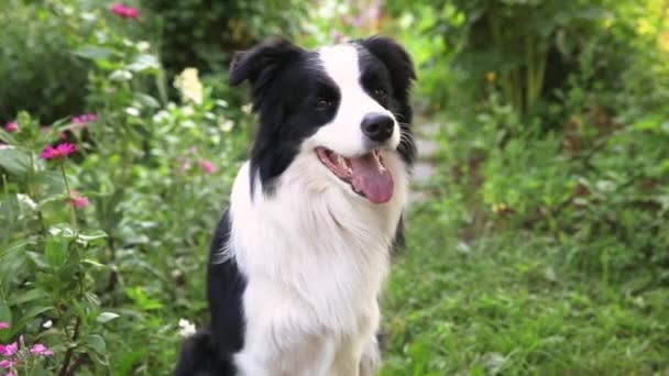 Retrato al aire libre de lindo sonriente collie borde del cachorro sentado en el fondo del parque de hierba. Perro pequeño con cara divertida en el soleado día de verano al aire libre. Cuidado de mascotas y animales divertidos concepto de vida — Vídeos de Stock