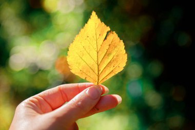 Kapalı doğal sonbahar manzaralı kadın elleri koyu renk parkın arka planında sarı yaprak tutuyor. İlham verici doğa Ekim ya da Eylül duvar kağıdı. Mevsimlerin değişimi konsepti
