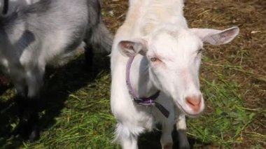 Hayvanat bahçesinde özgürce otlayan organik doğal eko hayvan çiftliğinde tatlı keçi çiftliği. Evcil keçi çayırda otluyor. Modern hayvan çiftliği, ekolojik tarım. Hayvan Hakları.