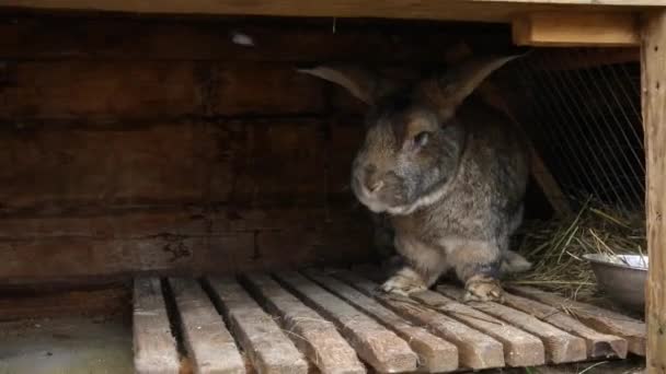 Malé krmení hnědého králíka v králičí boudě na zvířecí farmě, v zázemí stodoly. Bunny v boudě na přírodní ekologické farmě. Moderní koncepce živočišné výroby a ekologického zemědělství. — Stock video