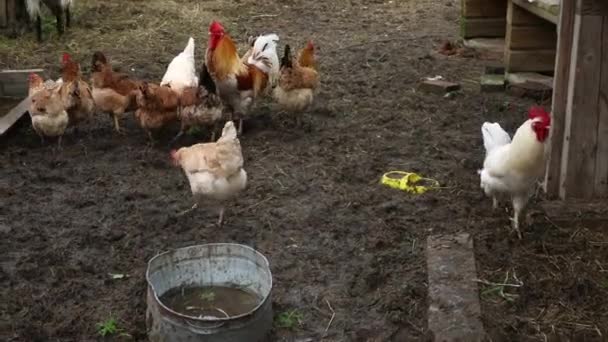 Poulet d'élevage gratuit sur la ferme animale biologique broutant librement dans la cour sur fond de ranch. Poules poules pâturent sur la ferme écologique naturelle. Animaux d'élevage modernes et agriculture écologique. Concept des droits des animaux. — Video