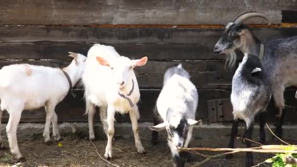 Cute volný výběh koza na ekologických přírodních ekologických zvířat hospodářství volně pasoucí na dvoře na pozadí ranče. Domácí kozy se pasou na pastvinách. Moderní dobytek, ekologické zemědělství. Práva zvířat. — Stock video