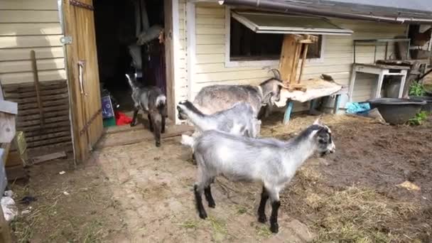 Niedliche Freilandziegen auf Bio-Öko-Bauernhof frei grasen im Hof auf der Ranch Hintergrund. Hausziegen grasen auf der Weide. Moderne Tierhaltung, ökologische Landwirtschaft. Tierrechte. — Stockvideo