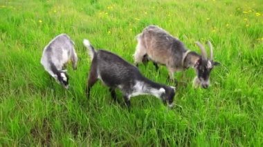 Çayır arka planda otlayan organik doğal eko hayvan çiftliğinde tatlı bir keçi çiftliği. Evcil keçi otlakta otluyor. Modern hayvan çiftliği, ekolojik tarım. Hayvan Hakları.