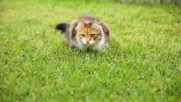 Arrogante doméstico de cabelos curtos engraçado tabby gato foge através de fundo fresco grama verde prado. Gatinho caminha ao ar livre no quintal do jardim no dia de verão. Cuidados com animais de estimação conceito de saúde e animais. — Vídeo de Stock