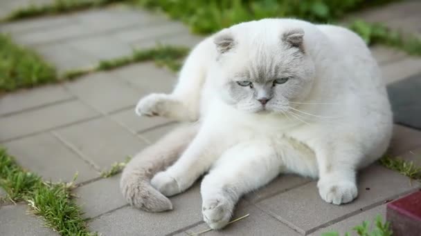 面白いかわいい国内の白い猫は面白いポーズで座って石の床の背景に休んでいます。夏の日に屋外の裏庭で日光浴英国の子猫。面白いペットと動物の生活の概念. — ストック動画