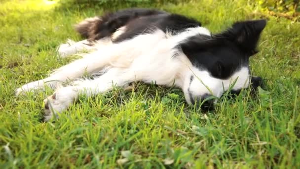 Açık havada gülümseyen köpek yavrusu sınır köpeğinin portresi çimen parkının arka planında yatıyor. Açık havada güneşli bir yaz gününde komik suratlı küçük bir köpek. Hayvan bakımı ve komik hayvan yaşam konsepti — Stok video