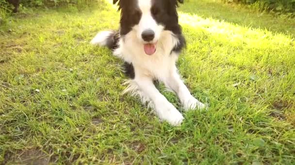 Outdoor-Porträt von niedlichen lächelnden Welpen Border Collie liegend auf Gras Park Hintergrund. Kleiner Hund mit lustigem Gesicht an sonnigen Sommertagen im Freien. Haustierpflege und lustiges Tierlebenskonzept — Stockvideo