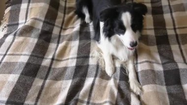 Komik köpek yavrusu, içeride ekoseli kanepeye uzanmış çoban köpeği. Küçük evcil köpek soğuk sonbahar kış havasında battaniyeyle ısınıyor. Hayvan yaşam konsepti.