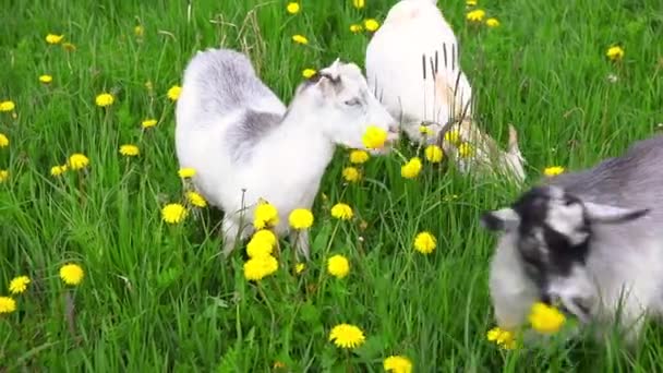 在草甸背景下自由放牧的有机自然生态动物饲养场上可爱的自由放养山羊.家养的山羊在牧场里吃草.现代畜禽,生态农业.动物权利. — 图库视频影像