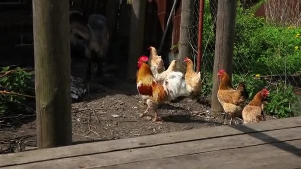 유기농 동물 농장의 자유 로운 지역 닭은 목장 배경에서 자유롭게 풀을 뜯고 있습니다. 닭은 자연 생태 농장에서 풀을 뜯는다. 현대의 가축 과 생태학적 농업. 동물의 권리 개념. — 비디오