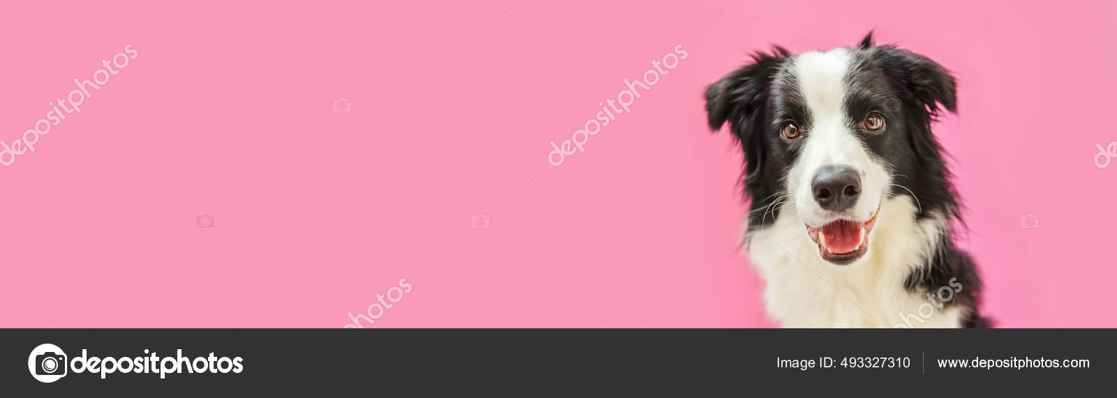 Funny studio portrait of cute smiling dog border collie in