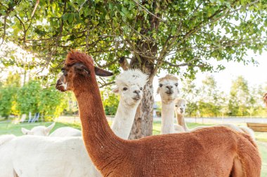 Şirin alpaka, yaz günü çiftlikte rahatlayan komik yüzlü. Doğal eko çiftliğindeki çayırlarda otlayan yerli alpakalar, kırsal arka plan. Hayvan bakımı ve ekolojik tarım kavramı