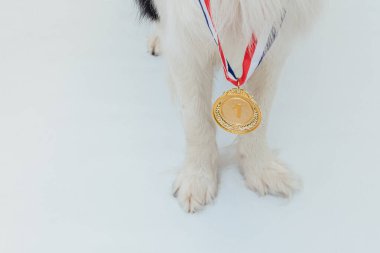 Yavru köpek Puppy, beyaz arka planda izole edilmiş altın madalya sahibi ya da şampiyon Collie ile sınır komşusuydu. Şampiyon köpek. Yarışmanın birinciliği. Kazanma ya da başarı kavramı