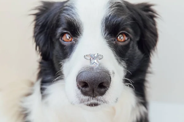 結婚してくれませんか 白い背景に隔離された鼻の上に結婚指輪を保持かわいい子犬犬の国境コリーの面白い肖像画 婚約結婚の提案コンセプト — ストック写真