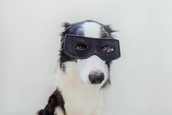 Αστεία Πορτρέτο Του Χαριτωμένου Σκύλου Σύνορα Collie Στολή Σούπερ Ήρωα — Φωτογραφία Αρχείου