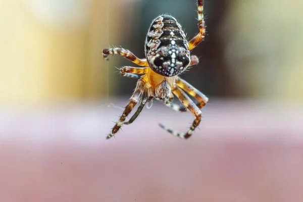 Aracnofobia Medo Conceito Mordida Aranha Macro Fechar Aranha Teia Aranha — Fotografia de Stock