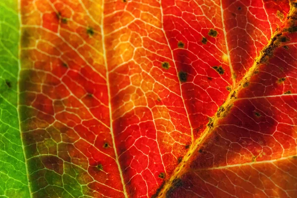 Closeup Outono Queda Extrema Macro Textura Vista Vermelho Laranja Verde — Fotografia de Stock