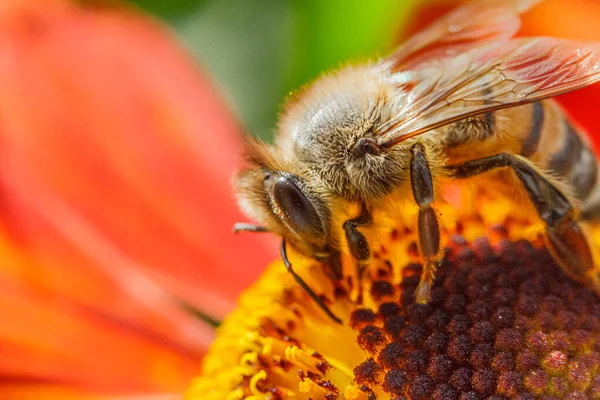 蜜蜂覆盖着黄色花粉 喝花蜜 给橙花授粉 有灵感的自然花春天或夏天开花的花园背景 昆虫的生活宏观调控有选择的焦点 — 图库照片