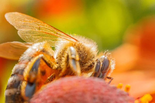 Pszczoła Miodna Pokryta Żółtym Pyłkiem Pije Nektar Zapylając Kwiat Pomarańczy — Zdjęcie stockowe