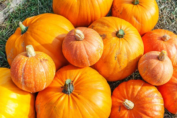 Natuurlijke Herfst Uitzicht Pompoen Eco Boerderij Achtergrond Inspirerende Oktober September — Stockfoto