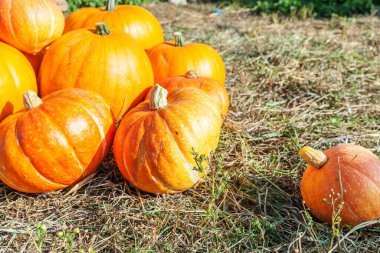 Sonbahar manzaralı balkabağı eko çiftliği arka planında. İlham verici Ekim ya da Eylül duvar kağıdı. Mevsimlerin değişmesi, olgun organik gıda konsepti. Cadılar Bayramı partisi Şükran Günü