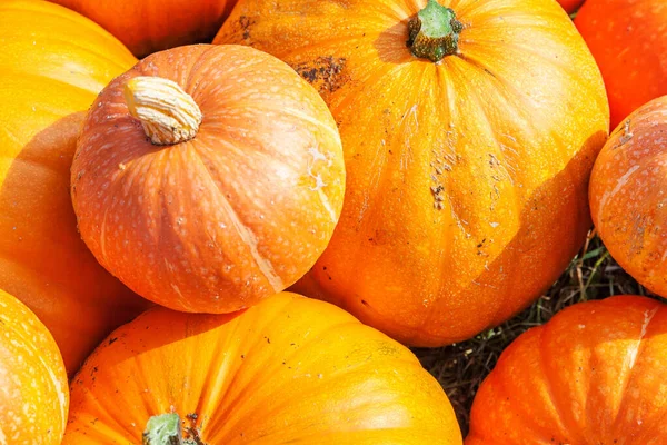 Natuurlijke Herfst Uitzicht Pompoen Eco Boerderij Achtergrond Inspirerende Oktober September — Stockfoto