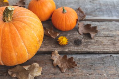 Sonbahar Arkaplanı. Doğal sonbahar sonbahar manzaralı balkabakları ahşap arka planda. İlham verici Ekim ya da Eylül duvar kağıdı. Mevsimlerin değişimi olgun organik gıda konsepti. Cadılar Bayramı partisi Şükran Günü