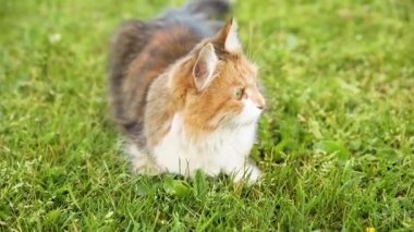 Kibirli kısa saçlı yerli komik tekir kedi taze yeşil çayır arka planından gizlice geçiyor. Kedi yavrusu yaz günü bahçenin arka bahçesinde yürür. Hayvan bakımı ve hayvan sağlığı kavramı.