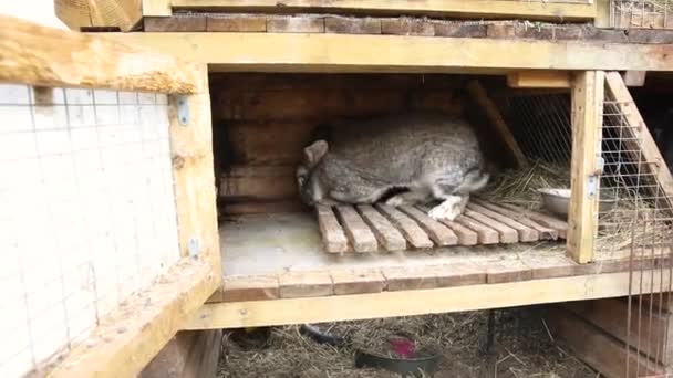 動物農場、納屋牧場の背景にウサギハッチの小さな給餌茶色のウサギ。自然生態系の農場でハッチのバニー。現代の家畜と生態農業の概念. — ストック動画