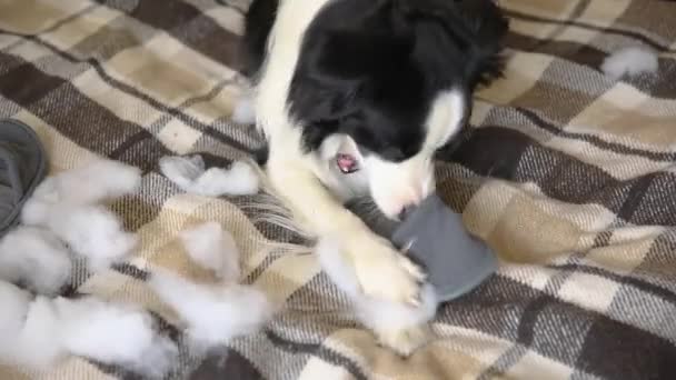 Travieso juguetón perro perro frontera collie después de travesura morder zapatilla acostado en el sofá en casa. Perro culpable y sala de estar destruida. Daño casa desordenado y cachorro con mirada culpable divertido. — Vídeos de Stock