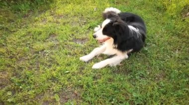 Açık havada gülümseyen köpek yavrusu sınır köpeğinin portresi çimen parkının arka planında yatıyor. Açık havada güneşli bir yaz gününde komik suratlı küçük bir köpek. Hayvan bakımı ve komik hayvan yaşam konsepti