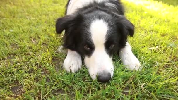 Kültéri portré aranyos mosolygós kiskutya határ collie fekvő fű park háttér. Kis kutya vicces arccal a napos nyári napon a szabadban. Állatgondozás és vicces állatok életkoncepciója — Stock videók