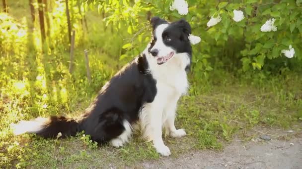 Outdoor-Porträt von niedlichen lächelnden Welpen Border Collie sitzt auf Park Hintergrund. Kleiner Hund mit lustigem Gesicht an sonnigen Sommertagen im Freien. Haustierpflege und lustiges Tierlebenskonzept. — Stockvideo