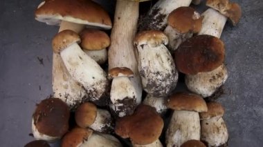 Sonbahar sonbahar kompozisyonu. Yenebilir çiğ mantarlar Penny Bun koyu siyah taştan bir arka planda. Gri masada ağlar. Lezzetli organik mantar gurmesi pişirmek. Düz yatış, üst görünüm