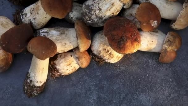 Autunno composizione autunno. Funghi crudi commestibili Penny Bun su sfondo di scisto nero scuro. Passi sopra il tavolo grigio. Cucinare deliziosi funghi biologici cibo gourmet. Posa piatta, vista dall'alto — Video Stock