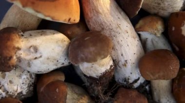 Sonbahar sonbahar kompozisyonu. Yenebilir çiğ mantarlar Penny Bun koyu siyah taştan bir arka planda. Gri masada ağlar. Lezzetli organik mantar gurmesi pişirmek. Düz yatış, üst görünüm